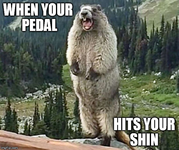 sreaming_marmot_pedal_meme